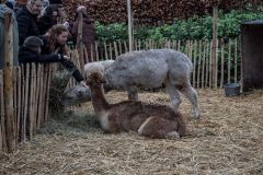 KBaltus_Midwinterfeest_2024-114